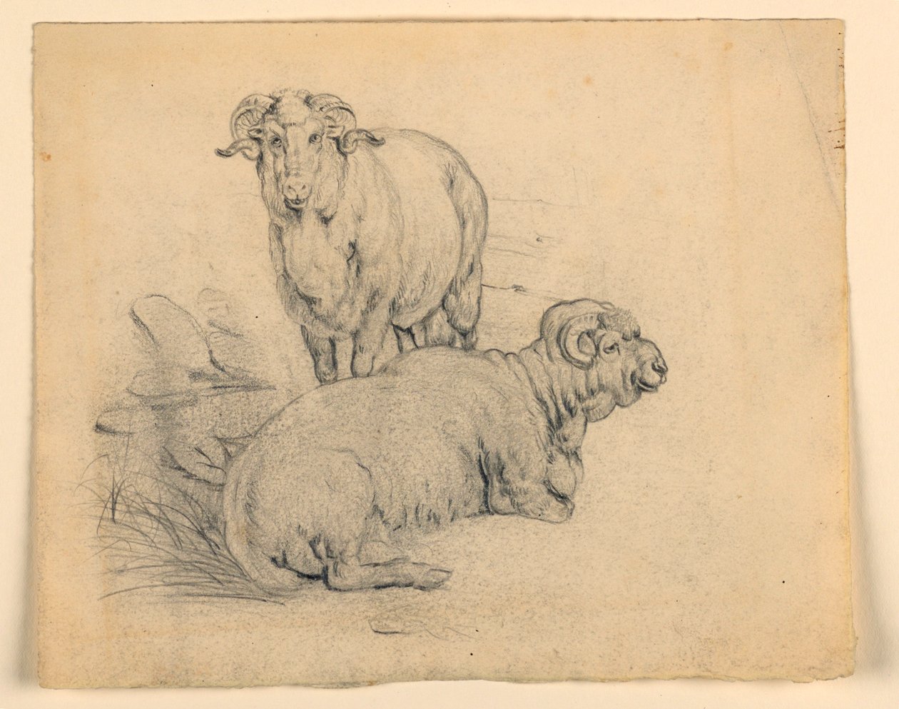 Studie van twee rammen door Samuel Colman