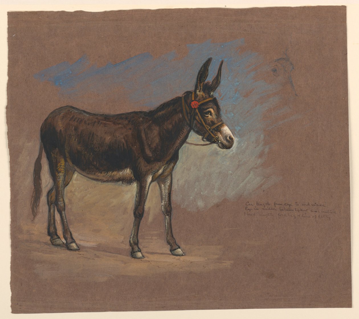 Studie van een muilezel door Samuel Colman