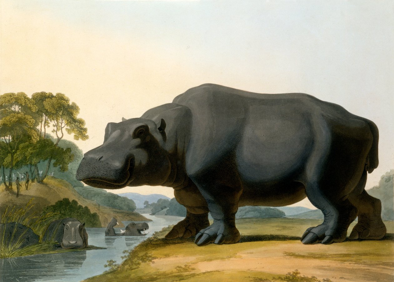 Het Nijlpaard, 1804 door Samuel Daniell