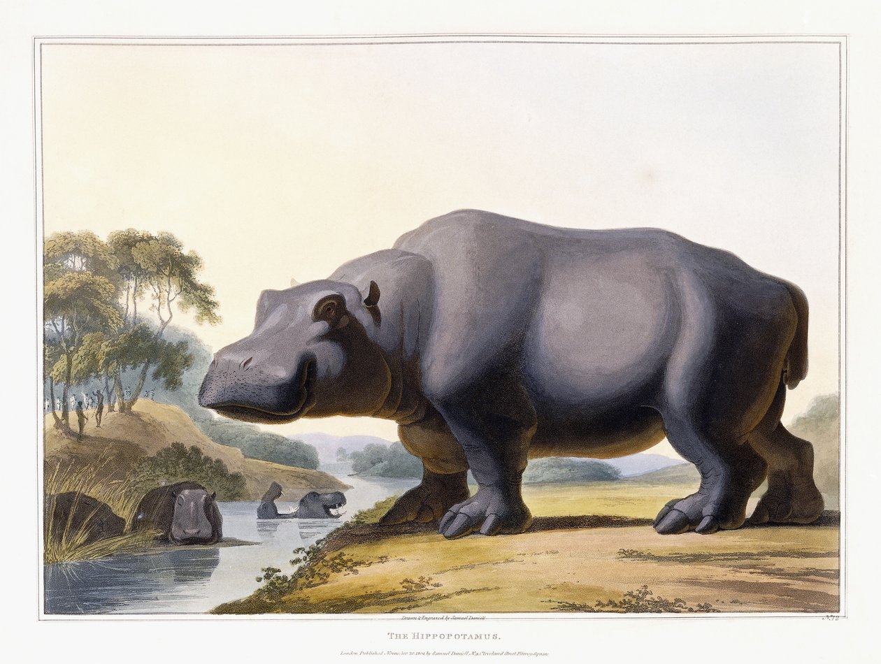 Het nijlpaard, 1804 door Samuel Daniell