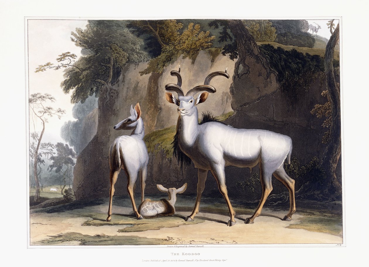 De Koodoo, 1804 door Samuel Daniell