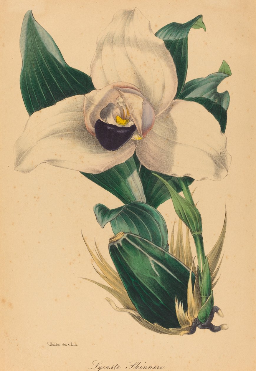 Lycaste Skinneri door Samuel Holden