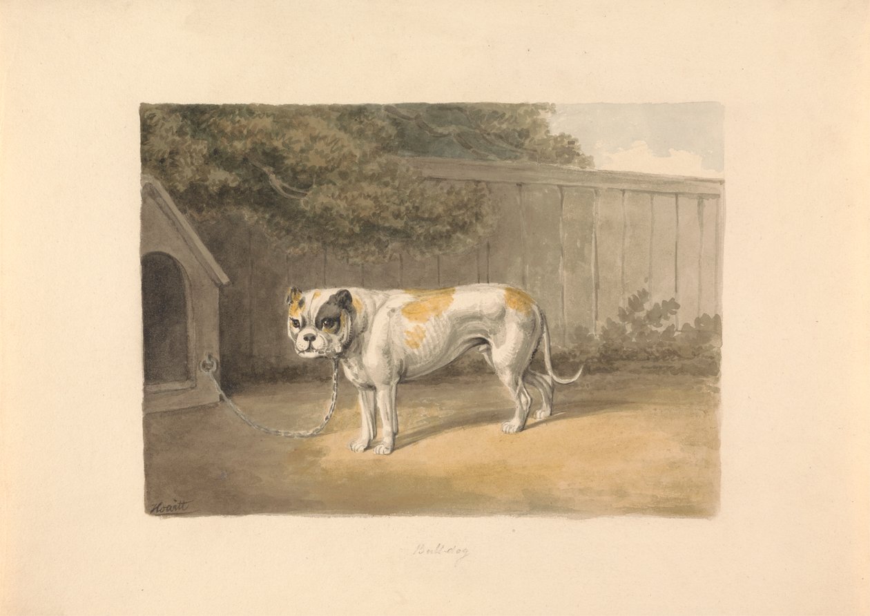Een bulldog door Samuel Howitt