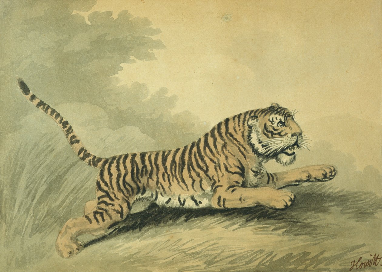 Een tijgerin springt naar rechts, 1807 door Samuel Howitt