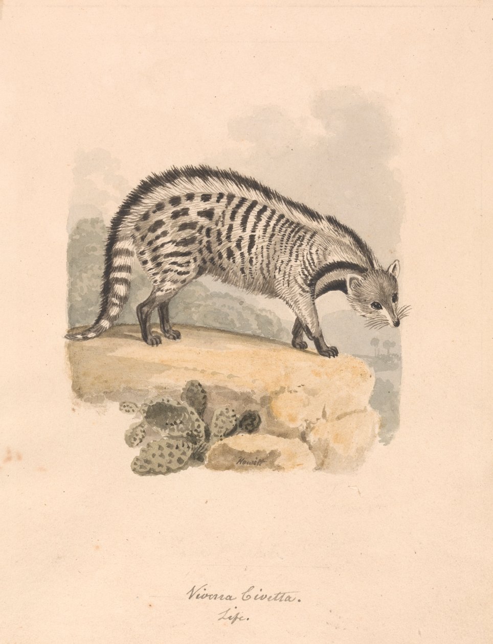 Afrikaanse civetkat door Samuel Howitt