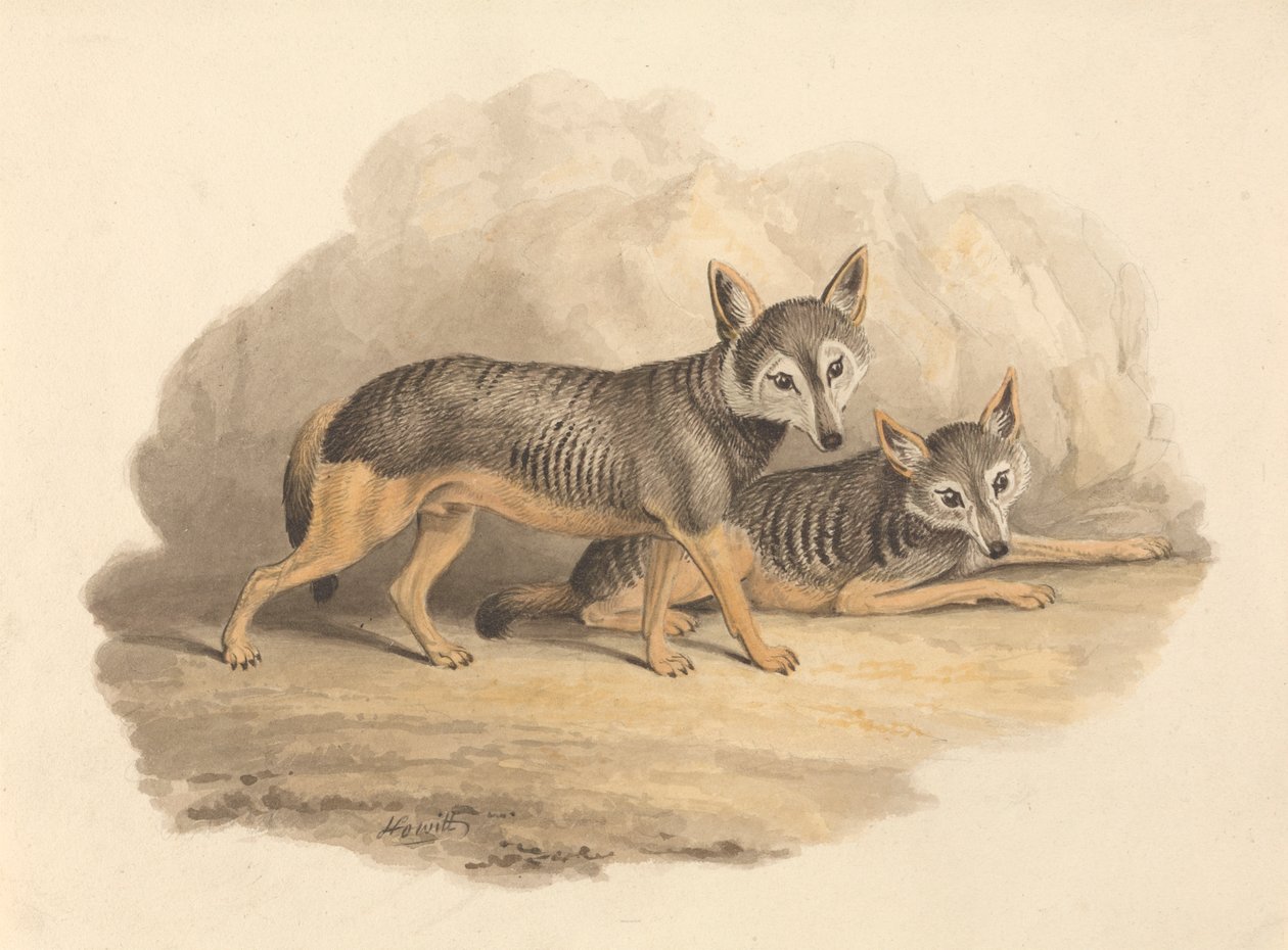 Twee hyena