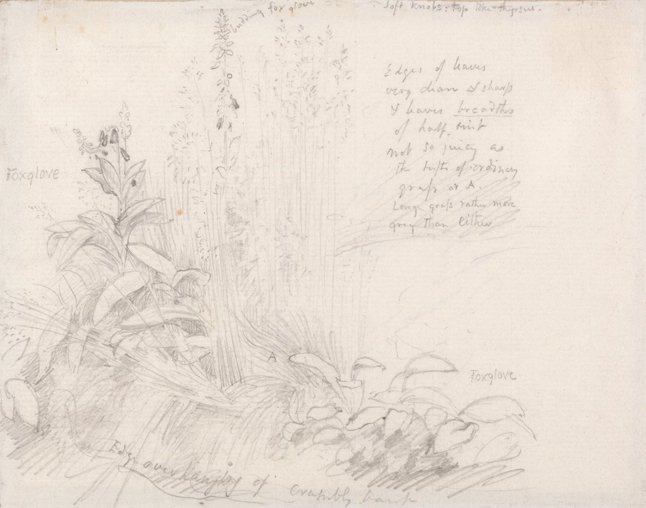 Vingerhoedskruid door Samuel Palmer