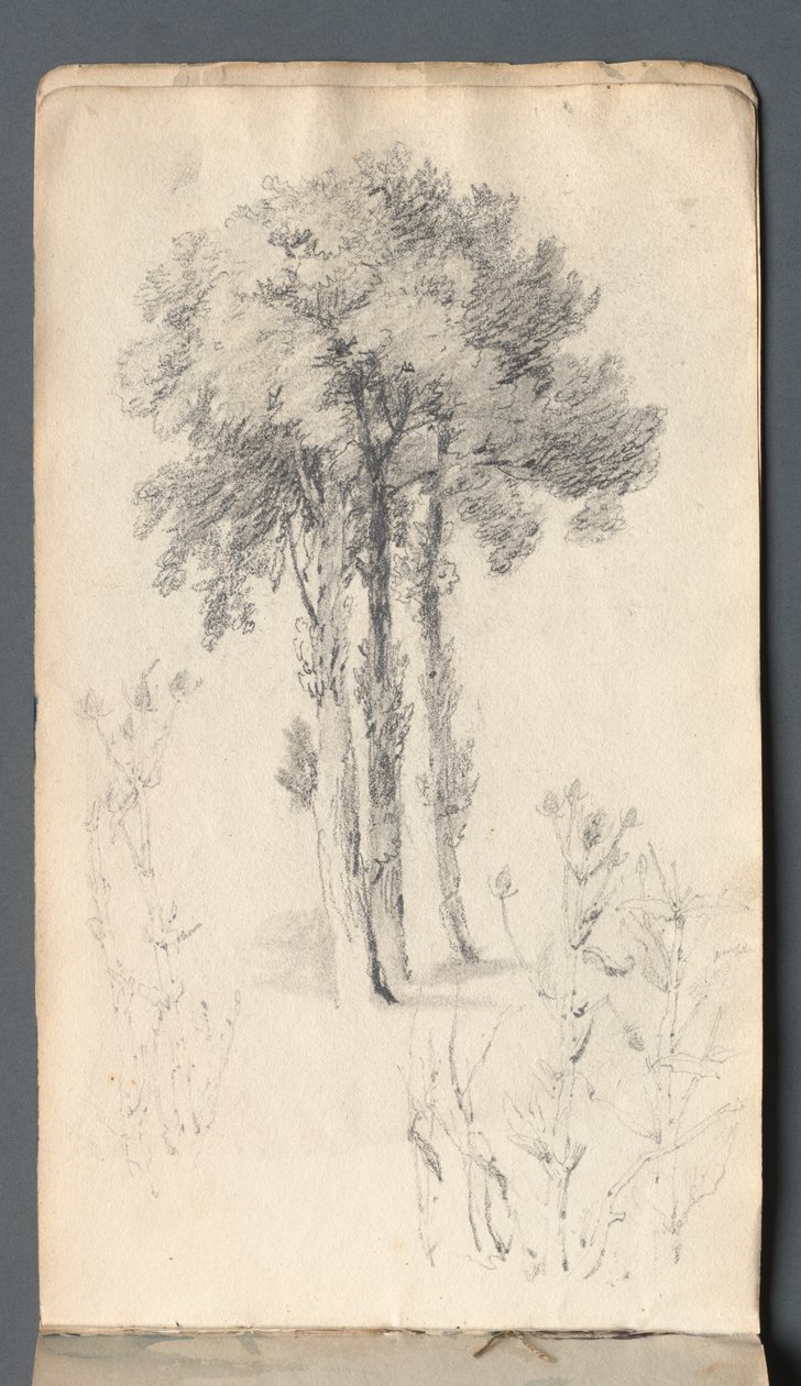 Schetsboek: Boomstudie door Samuel Prout