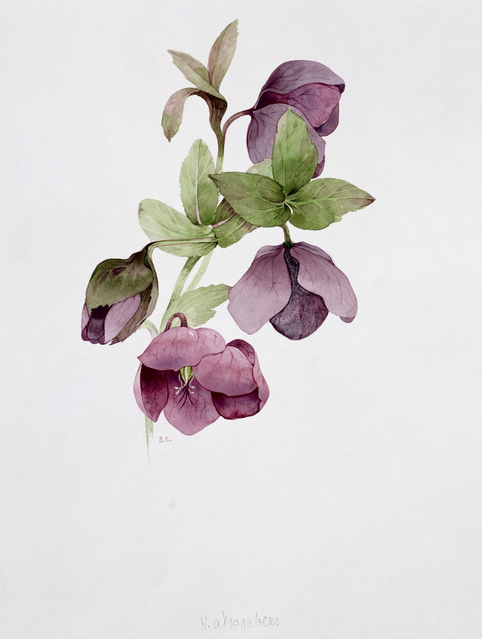 Helleborus atrorubens door Sarah Creswell