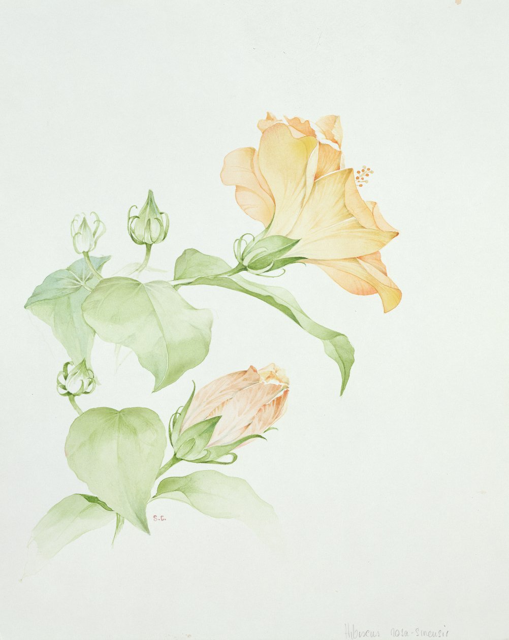 Hibiscus rosa-sinensis door Sarah Creswell