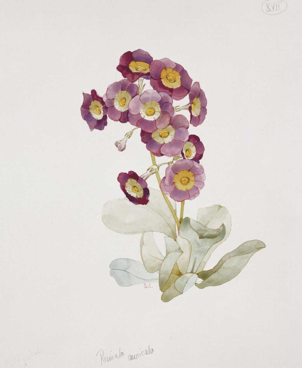 Primula Auricula (Primula) door Sarah Creswell