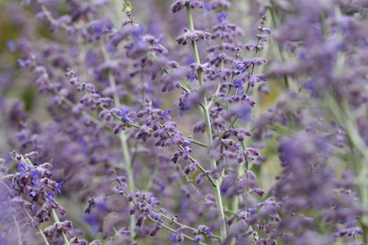 Garsington lavendel, 2009 door Sarah OToole