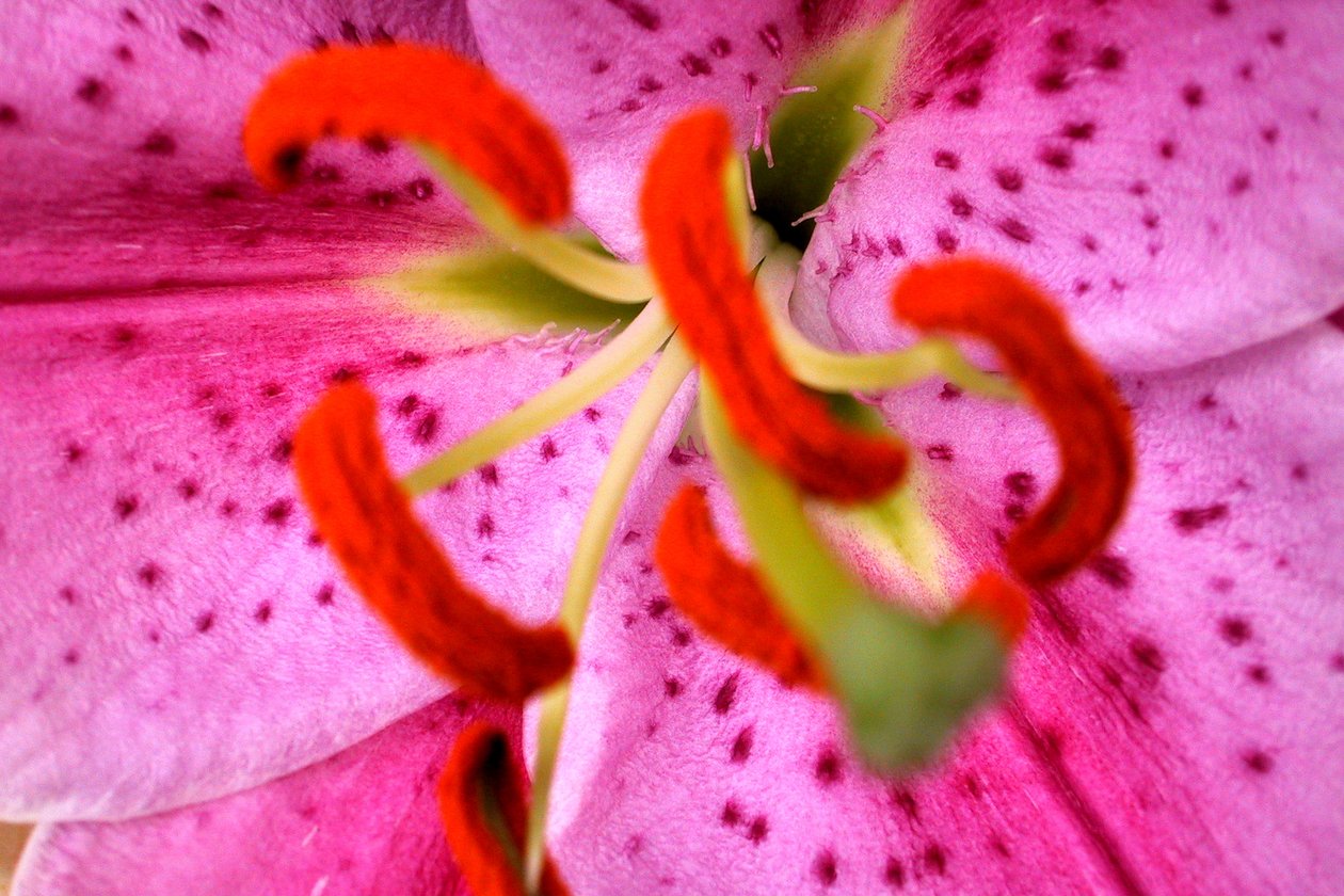 Roze Aroma door Sarah OToole