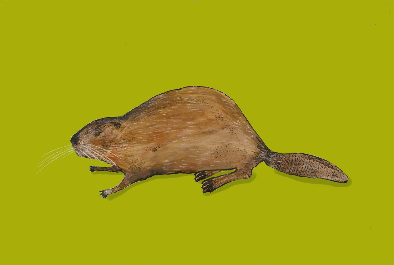 Bever door Sarah Thompson Engels
