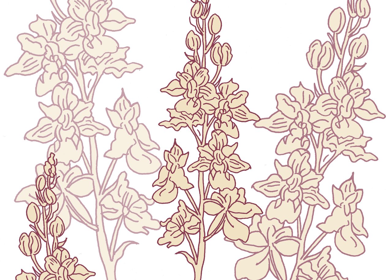 Orchidee, 2017 door Sarah Hough