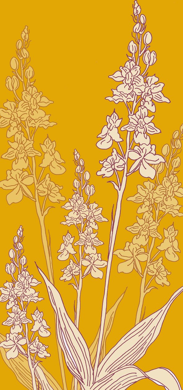 Spinorchidee, 2017 door Sarah Hough