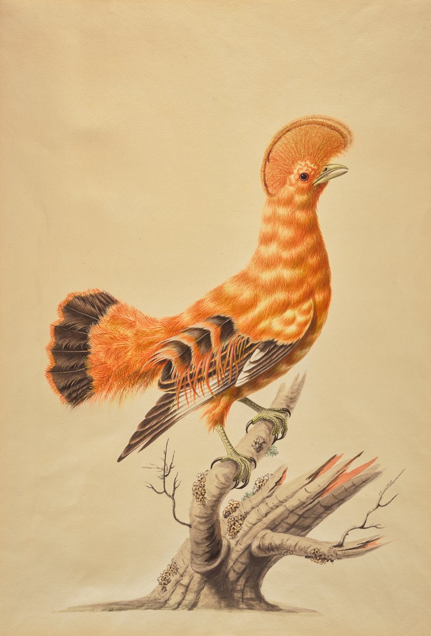 Rupicola Rupicola door Sarah Stone