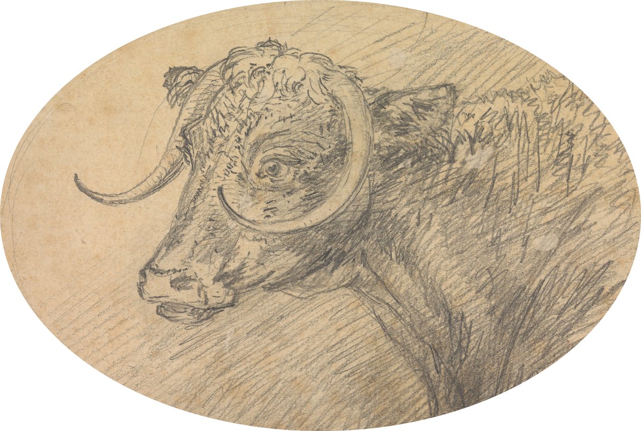 Hoofd van een Stier door Sawrey Gilpin