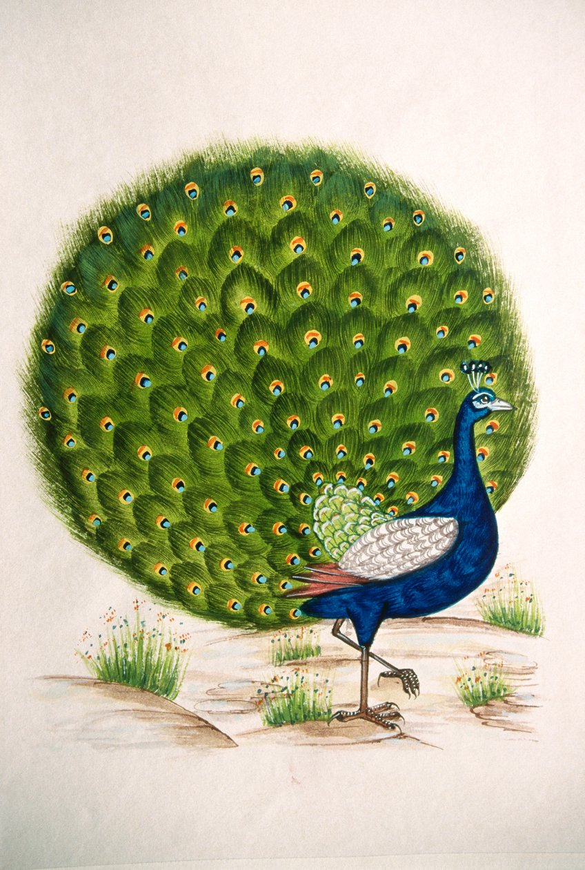 Miniatuurschilderij op zijde van een pauw door School Indian