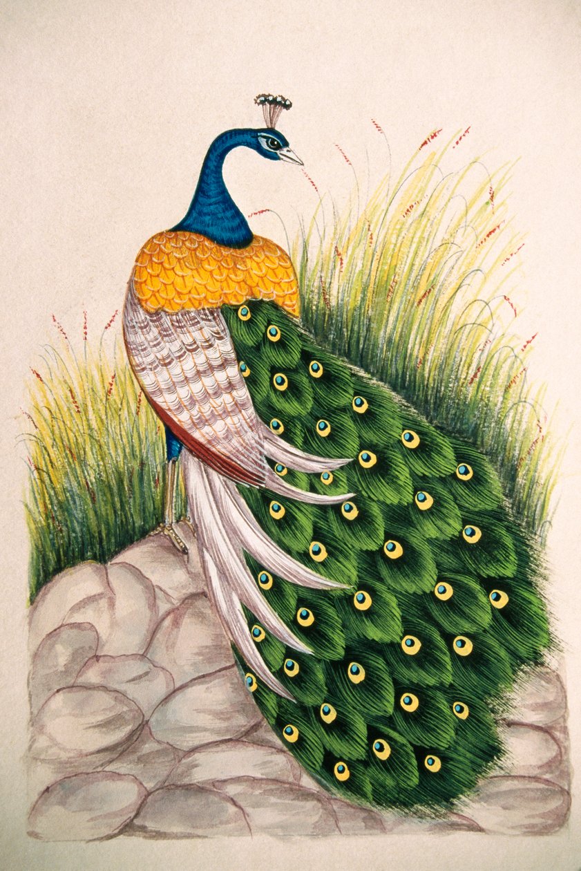 Miniatuurschilderij op zijde Pauw door School Indian