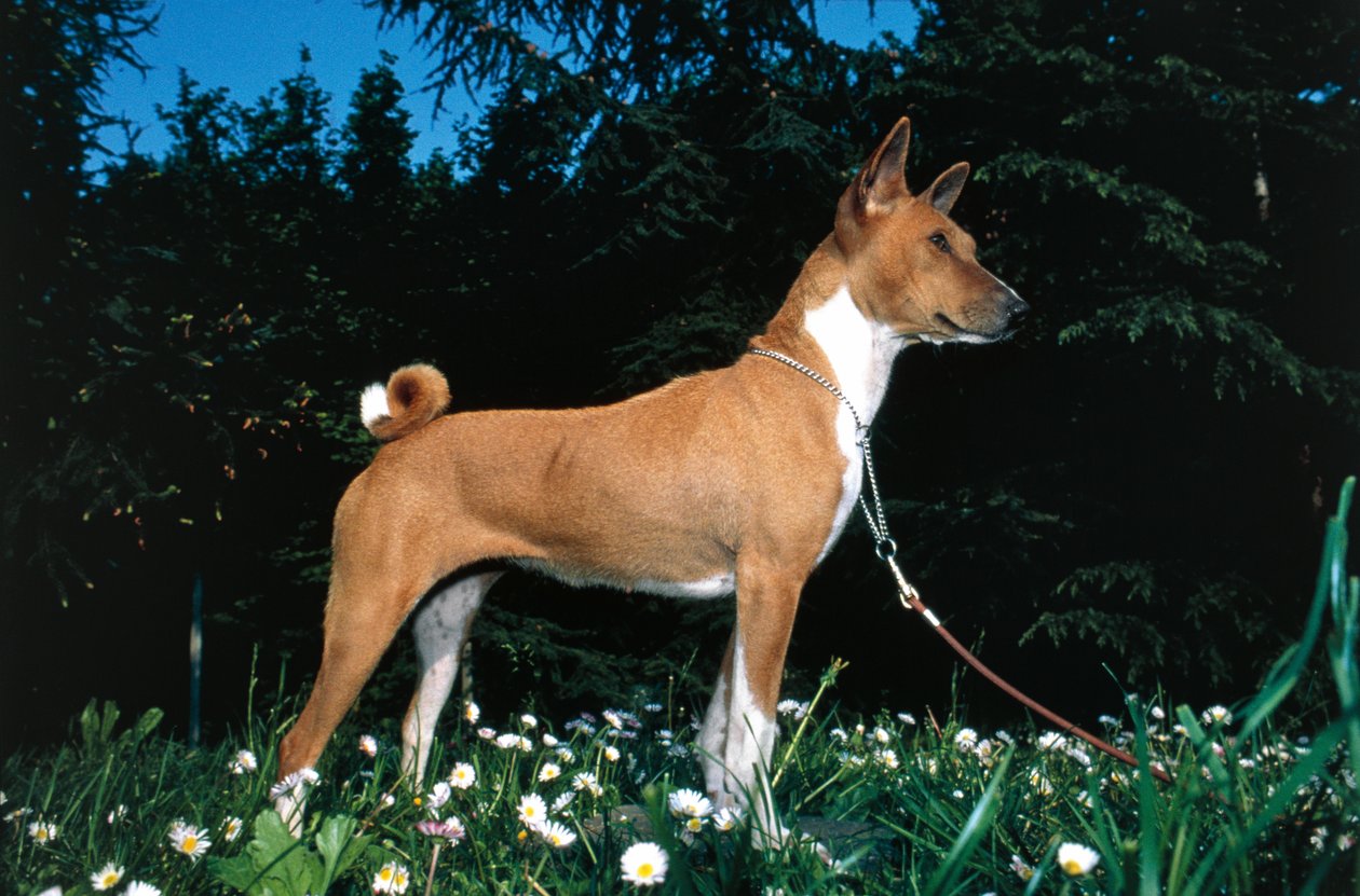 Basenji Hond door R. and Smith Simkin