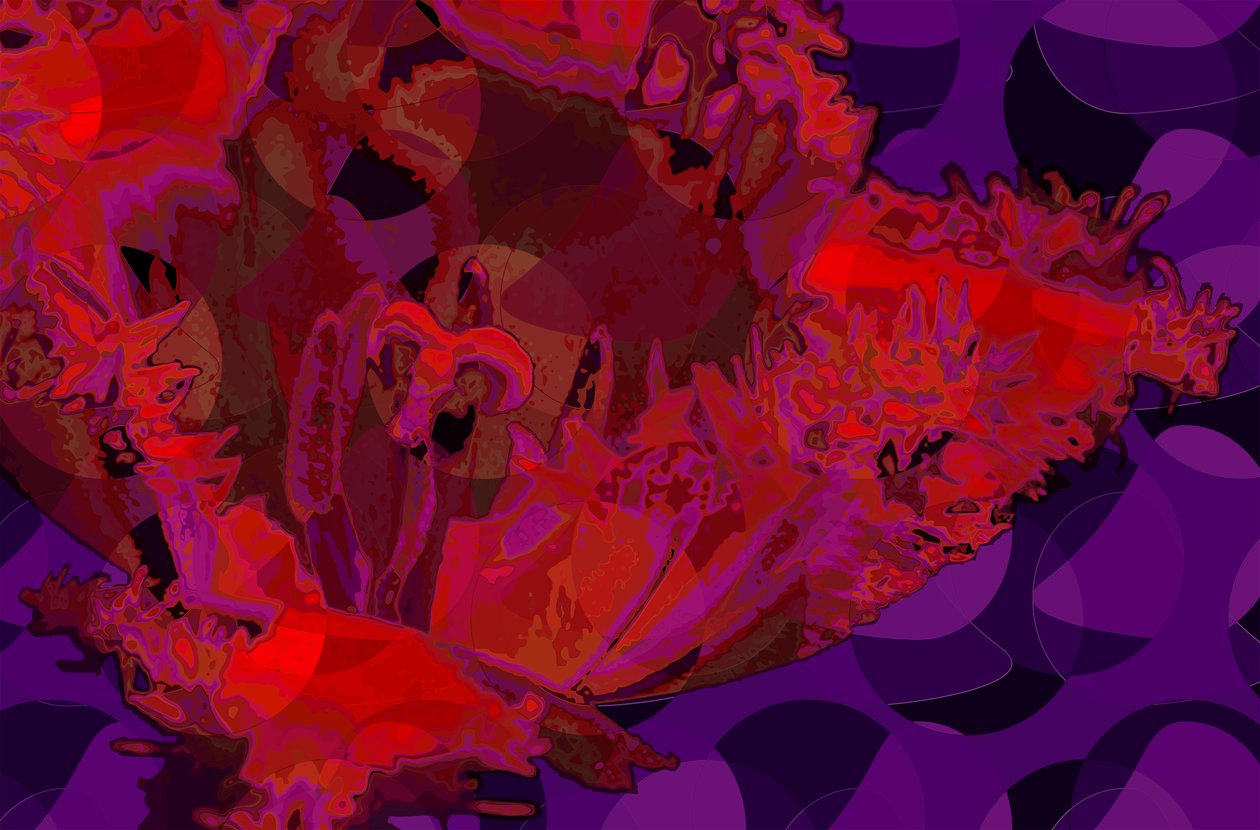Rode tulp door Scott J. Davis