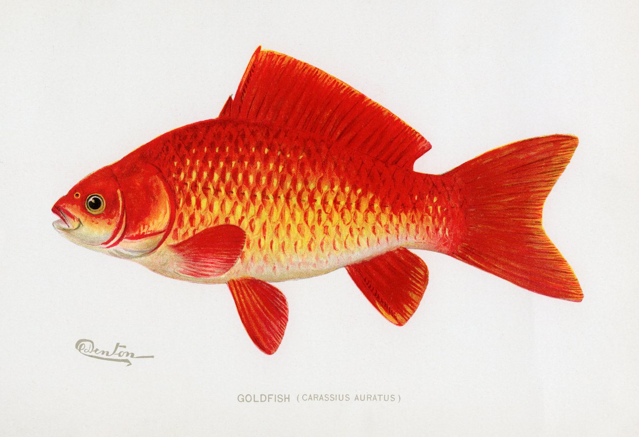 Goudvis (Carassius Auratus) door Sherman Foote Denton