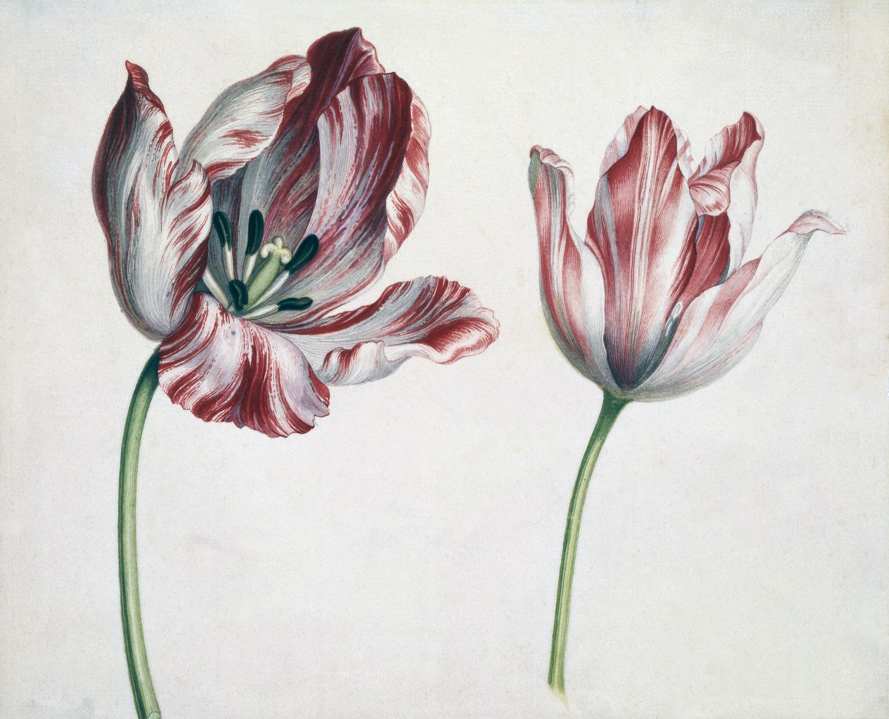 Tulpen door Simon Peeterz Verelst