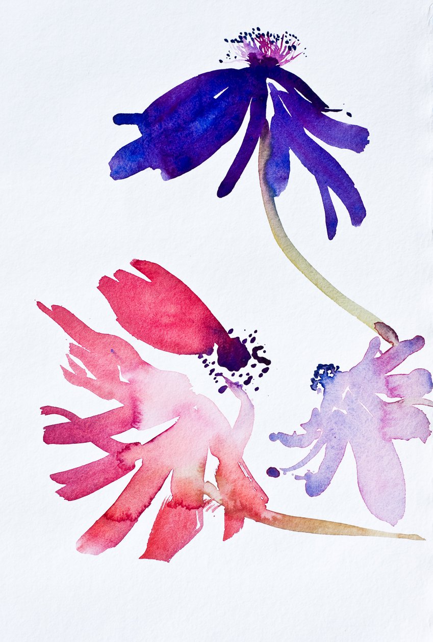 Anemonen II, 2010 (aquarel) door Simon Fletcher