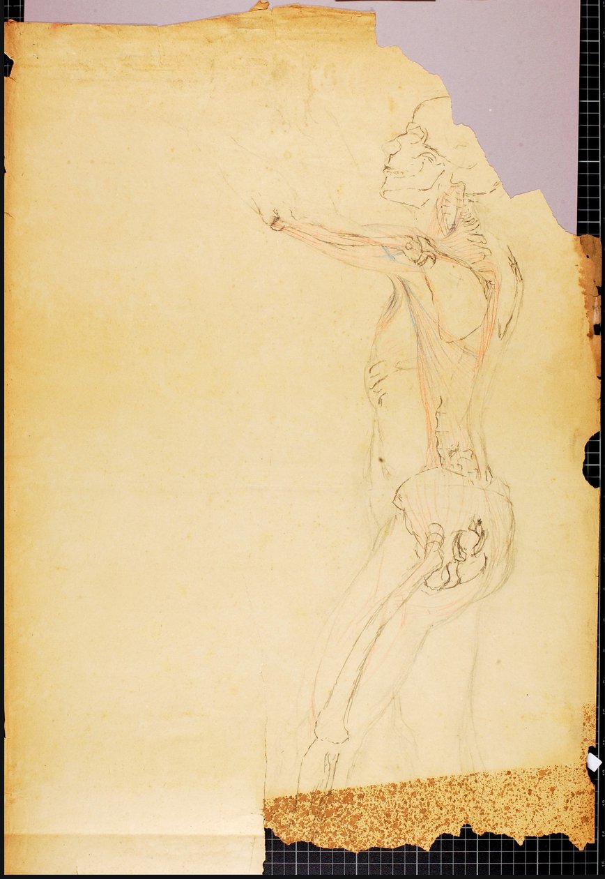 Anatomiestudie door Solon H. Borglum