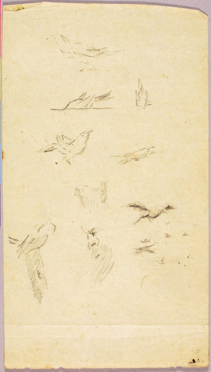 Vogels door Solon H. Borglum