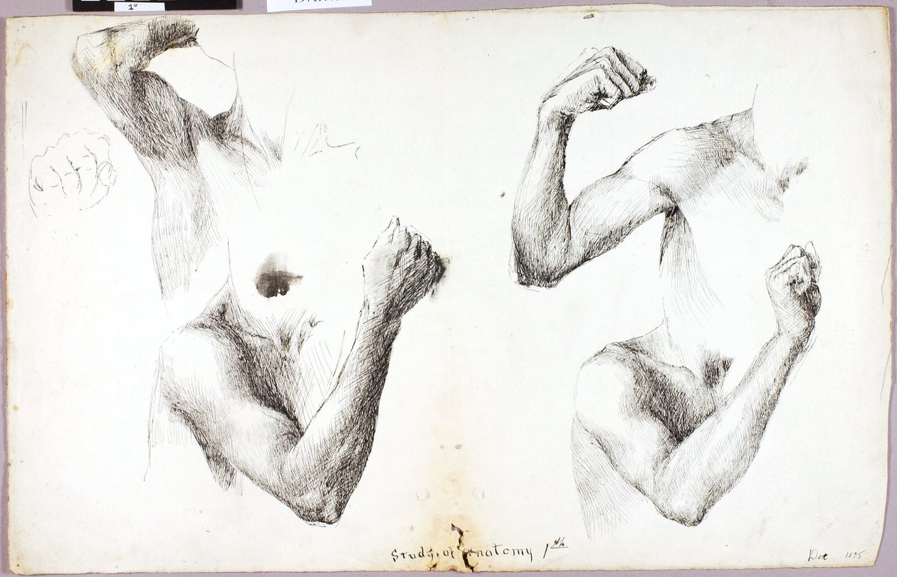 Vier Arm Studies, #1 door Solon H. Borglum
