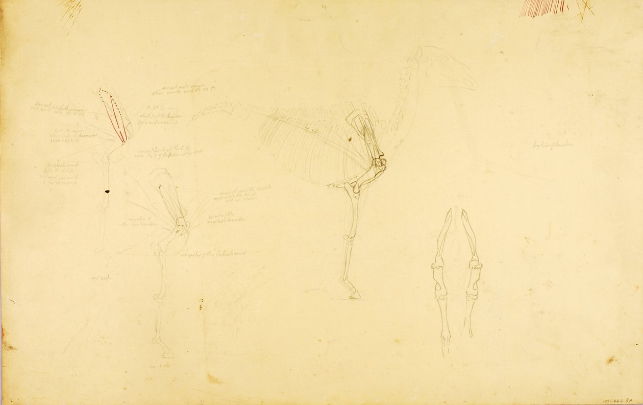 Anatomie van het paard door Solon H. Borglum