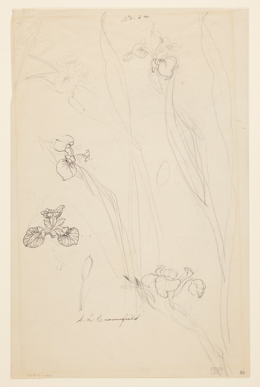 Studies van irissen door Sophia L. Crownfield