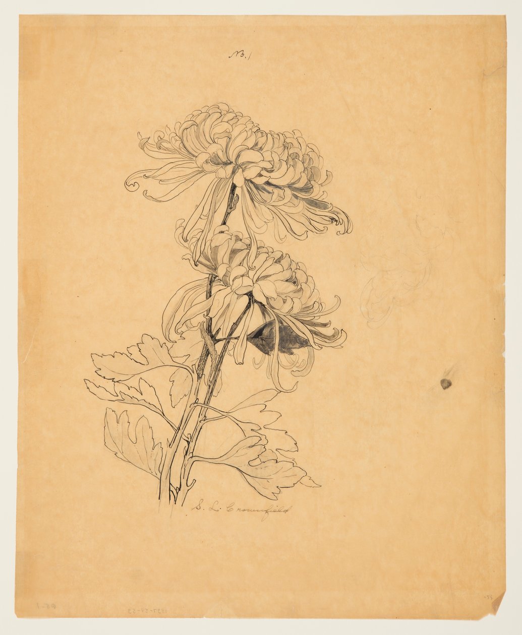 Studie van Twee Chrysanten door Sophia L. Crownfield