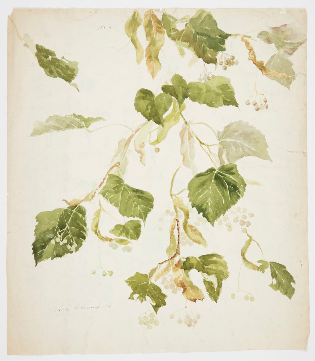 Studie van een lindetak door Sophia L. Crownfield