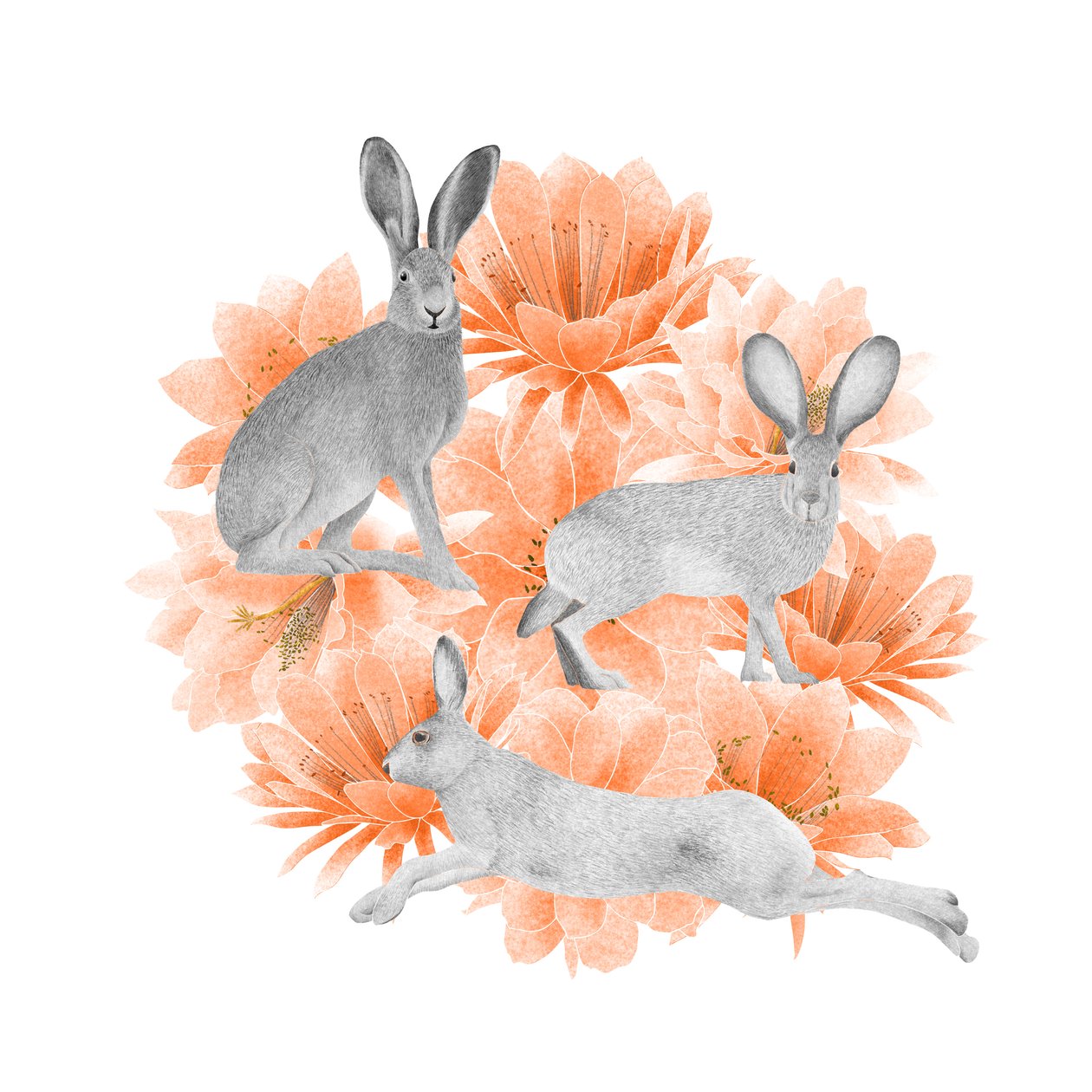 Jackrabbits door Stacy Hsu