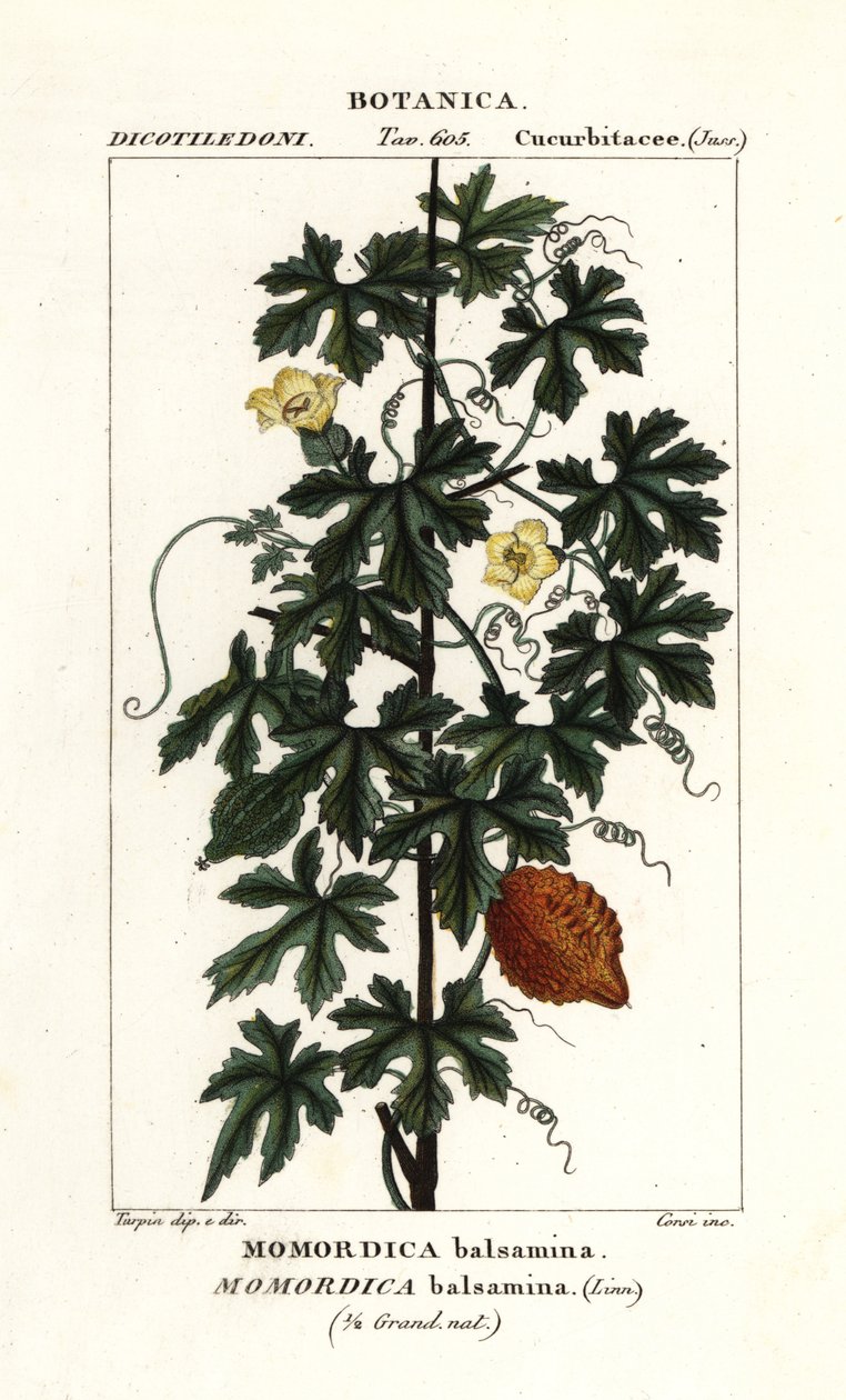 Afrikaanse komkommer, Momordica balsamina door Stanghi Stanghi