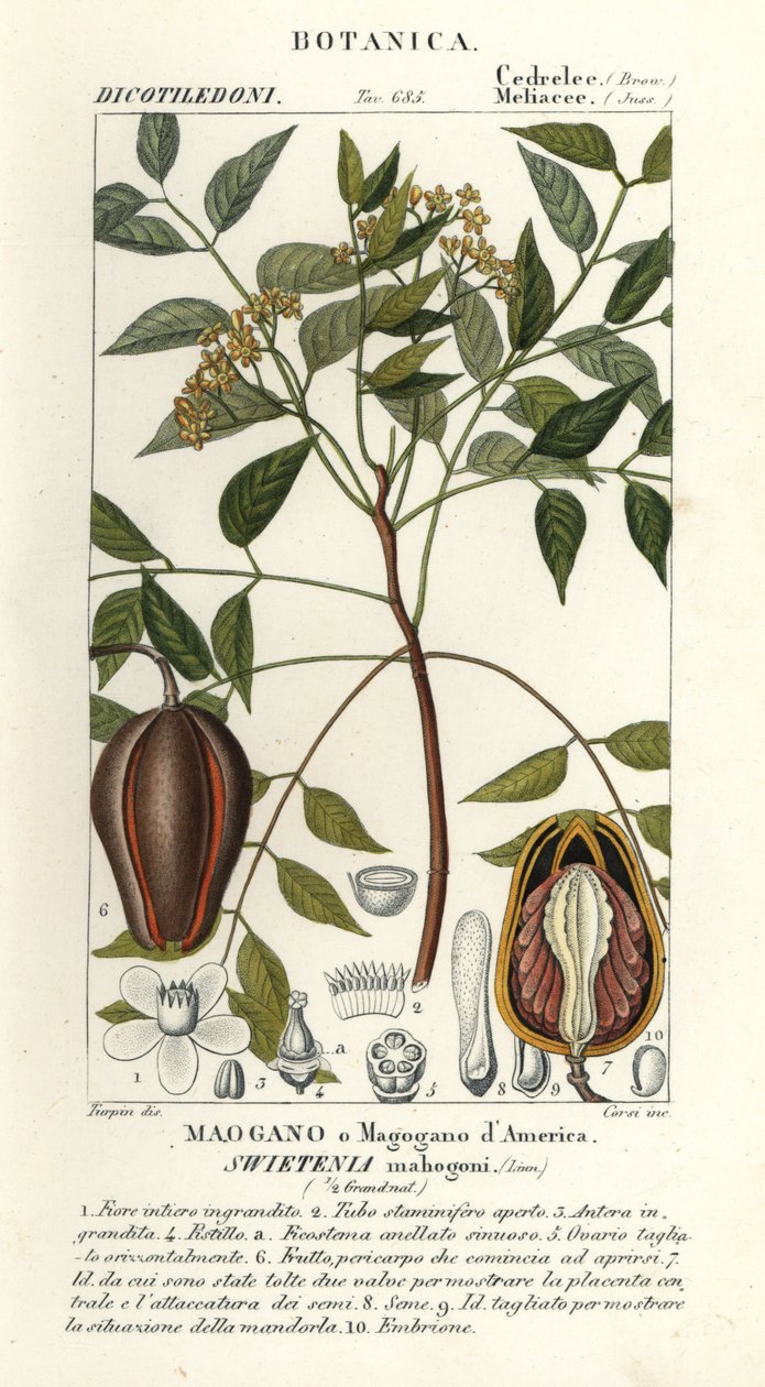 Amerikaanse mahonie, Swietenia mahagoni door Stanghi Stanghi