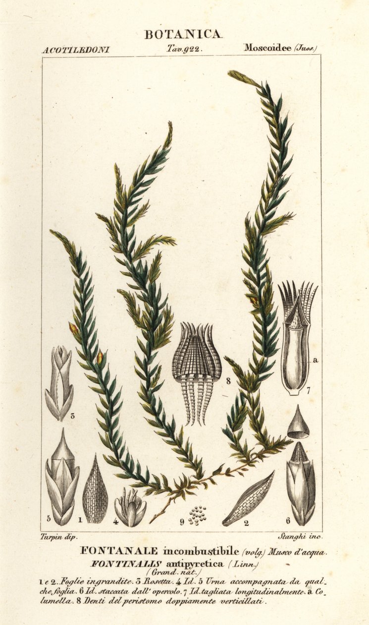 Antikoorts fontinalis mos, Fontinalis antipyretica door Stanghi Stanghi
