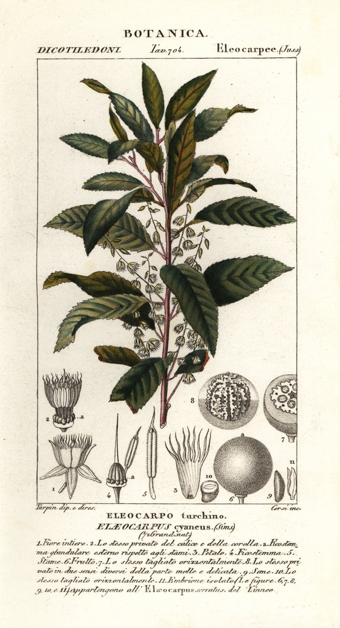 Blauwe bessenboom, Elaeocarpus cyaneus door Stanghi Stanghi