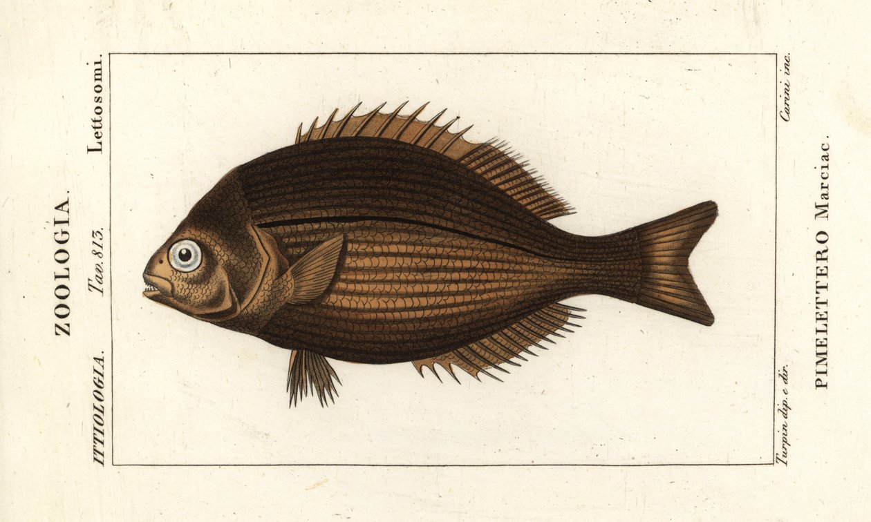 Brassy chub, Kyphosus vaigiensis door Stanghi Stanghi