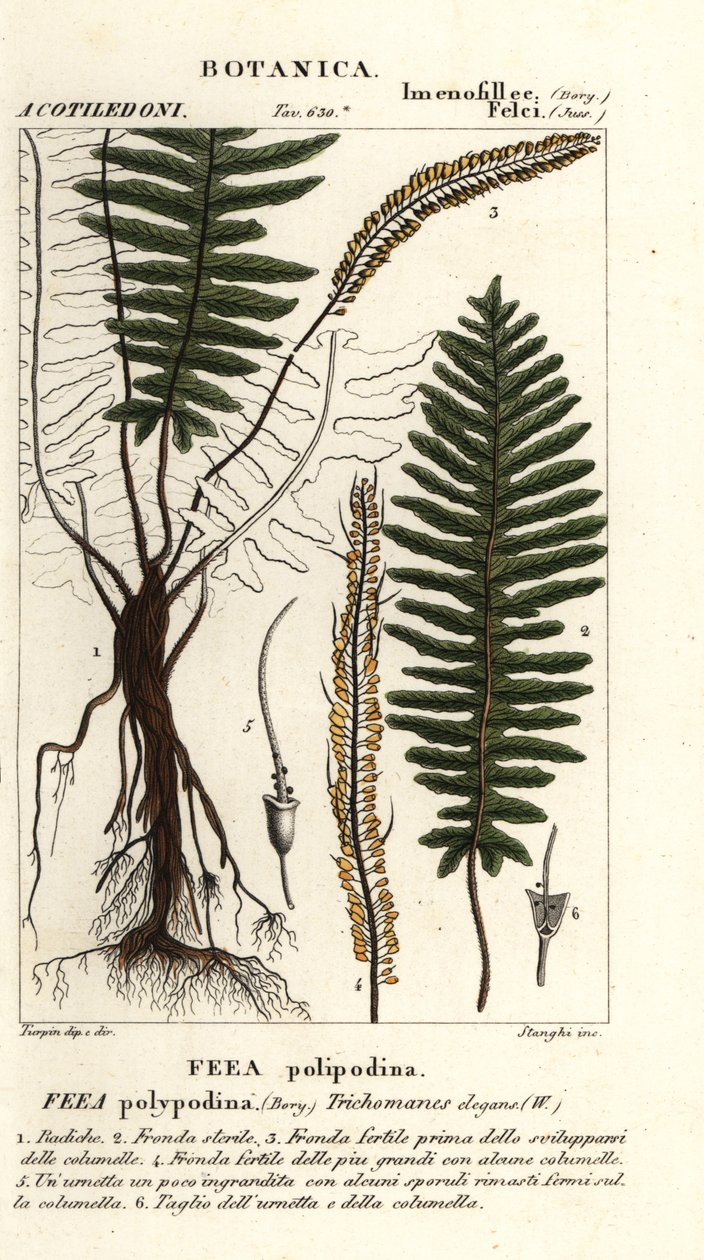 Borstelvaren, Trichomanes elegans door Stanghi Stanghi