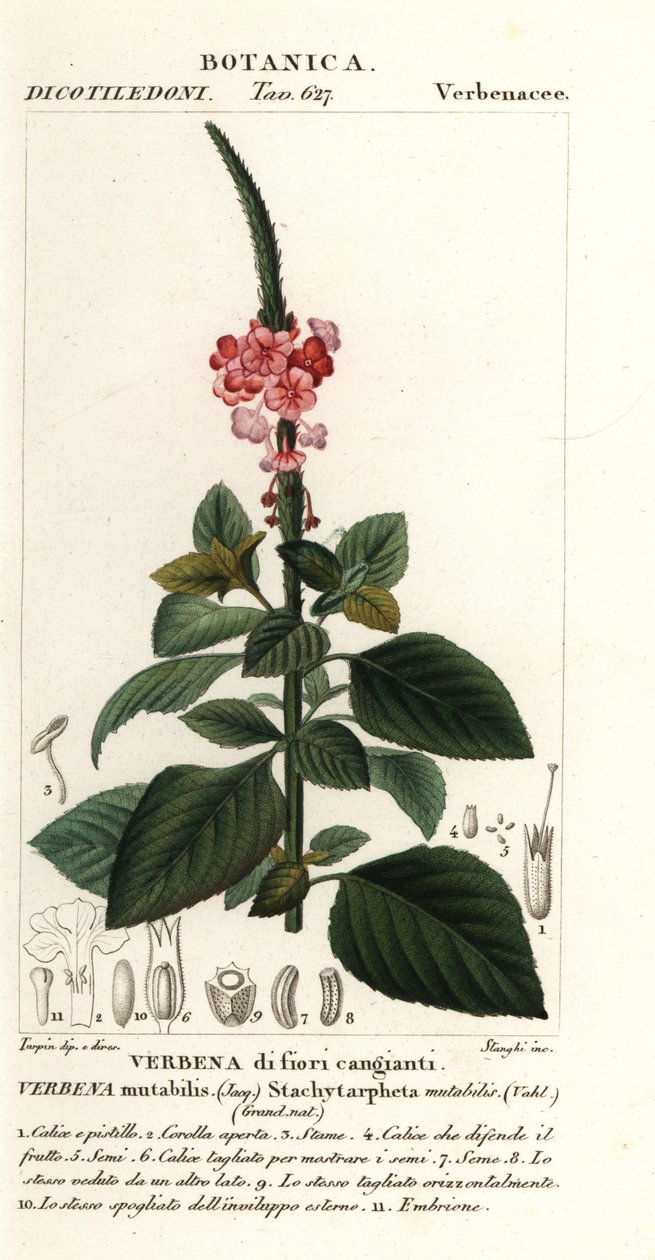 Veranderlijke fluweelbes, Stachytarpheta mutabilis door Stanghi Stanghi