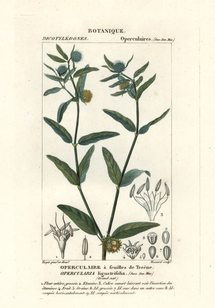 Grove stinkkruid, Opercularia aspera door Stanghi Stanghi