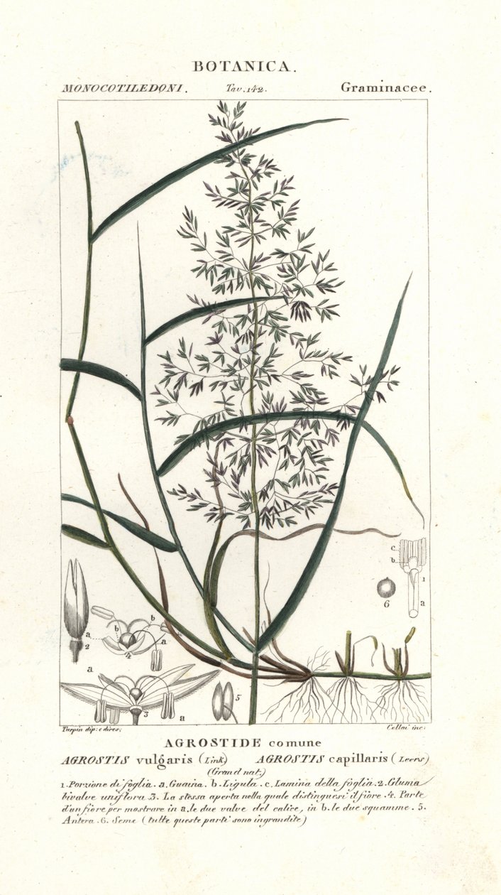 Gewoon struisgras, Agrostis capillaris door Stanghi Stanghi