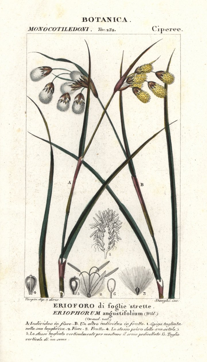 Veenpluis of wollegras, Eriophorum angustifolium door Stanghi Stanghi