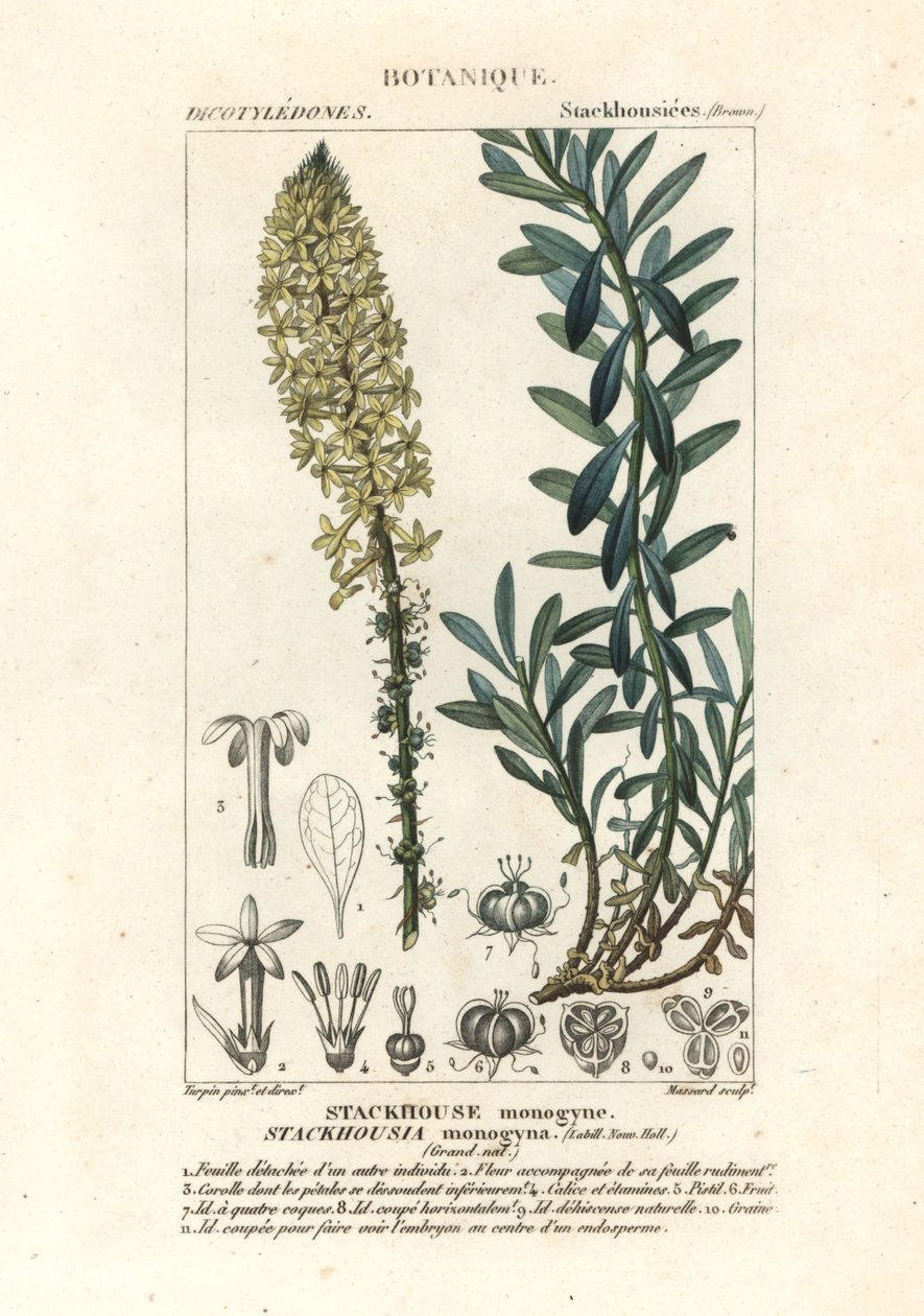 Crème kaarsen, Stackhousia monogyna door Stanghi Stanghi
