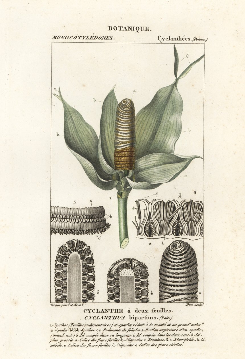 Cyclanthus bipartitus door Stanghi Stanghi