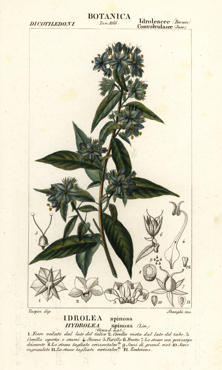 Valse vioolblad, Hydrolea spinosa door Stanghi Stanghi
